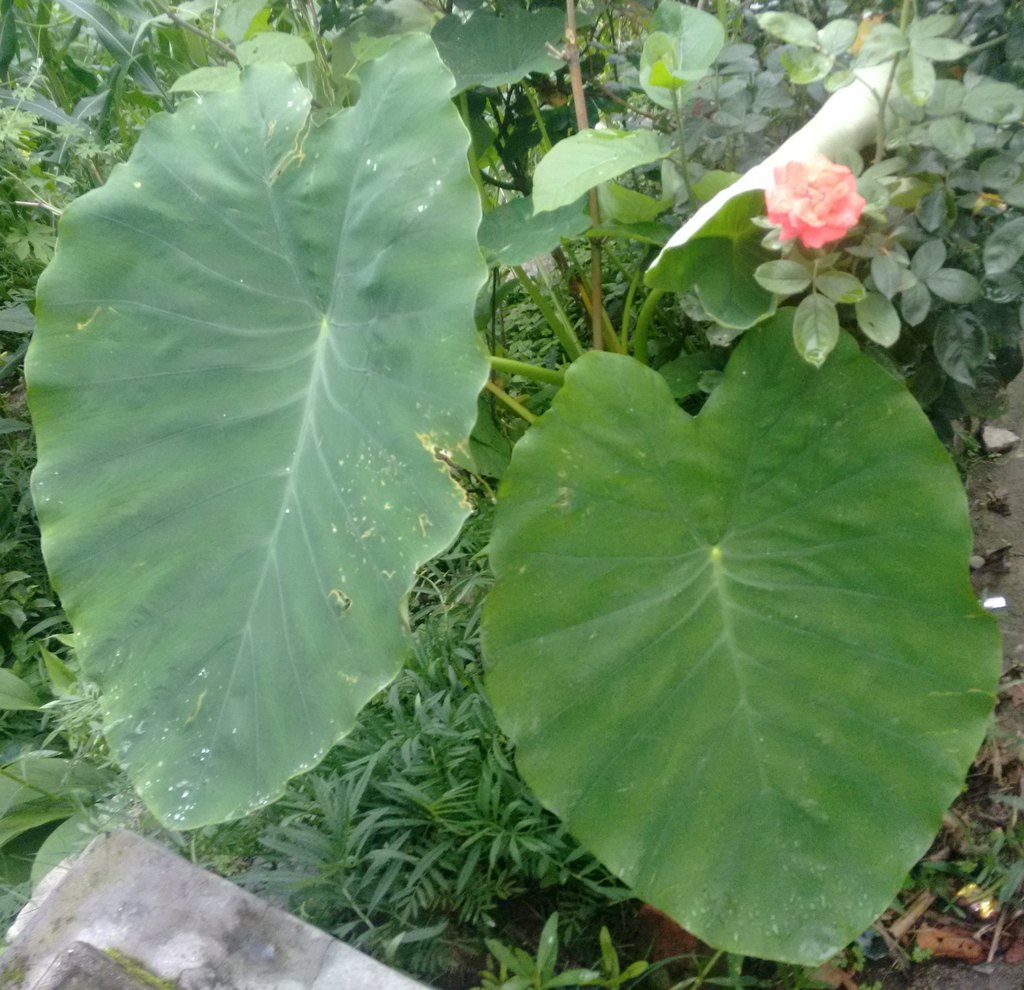 Taro plant leaf - the poi plant